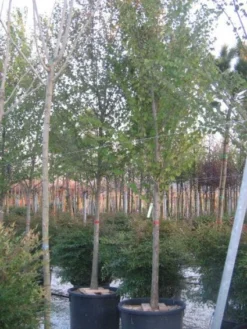 Judasboom (Cercis Siliquastrum) -Tuinplantenwinkel 20120220144824 10