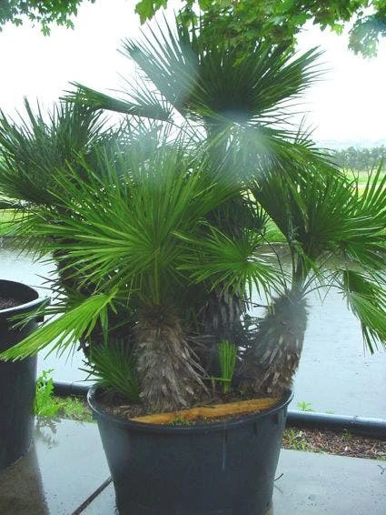 Dwergpalm (Chamaerops Humilis 'Vulcano') 2 Dwergpalm (Chamaerops Humilis 'Vulcano') - Afbeelding 2