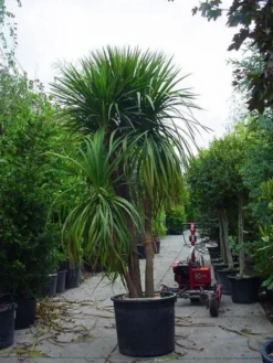 Cordyline (Cordyline Australis) 17 Cordyline (Cordyline Australis) -Tuinplantenwinkel 20120220150047 8