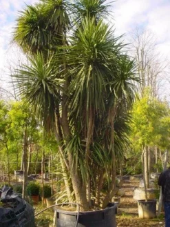 Cordyline (Cordyline Australis) 16 Cordyline (Cordyline Australis) -Tuinplantenwinkel 20120220150143 8