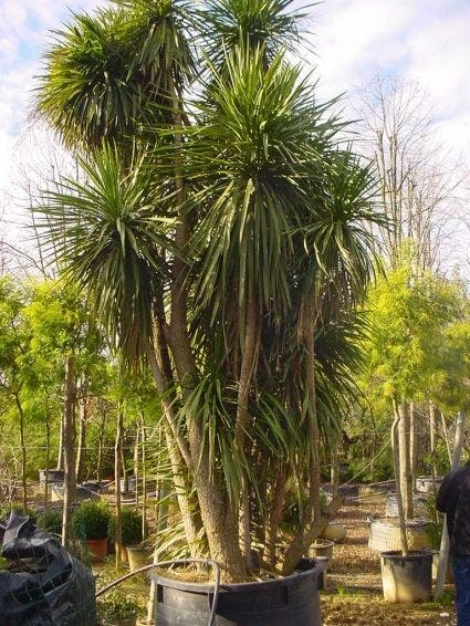 Cordyline (Cordyline Australis) 3 Cordyline (Cordyline Australis) - Afbeelding 3