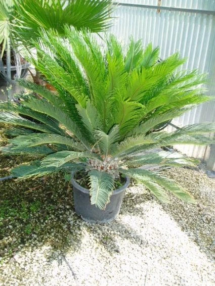 Cycaspalm (Cycas Revoluta) 2 Cycaspalm (Cycas Revoluta) - Afbeelding 2