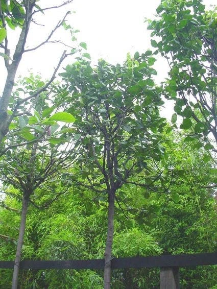 Kweepeer (Cydonia Oblonga) 2 Kweepeer (Cydonia Oblonga) - Afbeelding 2