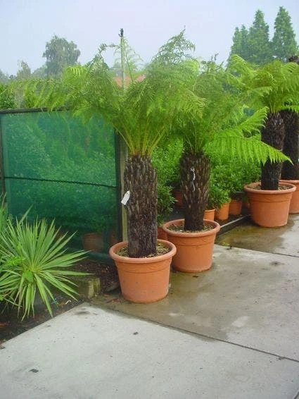 Boomvaren (Dicksonia Antarctica) 1 Boomvaren (Dicksonia Antarctica)