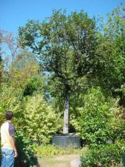 Kaki (Diospyros Kaki) 13 Kaki (Diospyros Kaki) -Tuinplantenwinkel 20120220155112 8 1