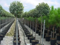 Olijfwilg Als Boom (Elaeagnus Pungens 'Maculata') -Tuinplantenwinkel 20120220160404 8