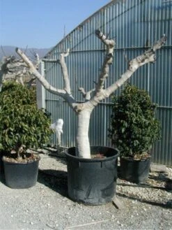 Vijg Als Solitair (Ficus Carica) 11 Vijg Als Solitair (Ficus Carica) -Tuinplantenwinkel 20120220162113 7 1