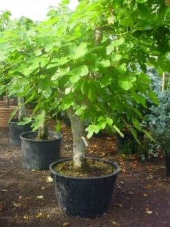 Vijg Als Solitair (Ficus Carica) 10 Vijg Als Solitair (Ficus Carica) -Tuinplantenwinkel 20120220162214 7 1