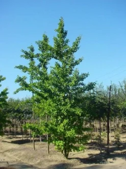 Japanse Notenboom (Ginkgo Biloba) -Tuinplantenwinkel 20120220162600 10