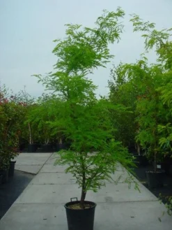 Geelbladige Christusdoorn (Gleditsia Triacanthos 'Sunburst') -Tuinplantenwinkel 20120220162912 35 7