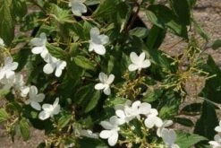 Sneeuwbal (Viburnum Plicatum 'Watanabe') 10 Sneeuwbal (Viburnum Plicatum 'Watanabe') -Tuinplantenwinkel 20120221135107 8 1