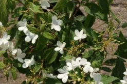 Sneeuwbal (Viburnum Plicatum 'Watanabe') -Tuinplantenwinkel 20120221135107 8