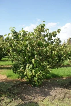 Japanse Sneeuwbal (Viburnum Plicatum 'Tomentosum') -Tuinplantenwinkel 20120221140619 6 1