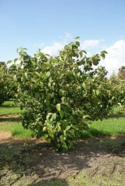 Japanse Sneeuwbal (Viburnum Plicatum 'Tomentosum') -Tuinplantenwinkel 20120221140619 6 2