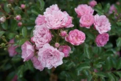 Stamroos (Rosa 'The Fairy') -Tuinplantenwinkel 20120221151648 1