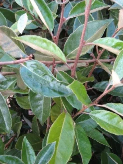 Olijfwilg Als Leiboom (Elaeagnus Ebbingei) -Tuinplantenwinkel 20120225092954 2 1