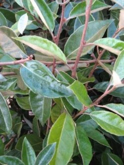 Olijfwilg Als Leivorm (Elaeagnus Ebbingei) -Tuinplantenwinkel 20120225093026 2