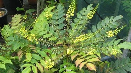 Mahoniestruik (Mahonia Media 'Winter Sun') 5 Mahoniestruik (Mahonia Media 'Winter Sun') - Afbeelding 5