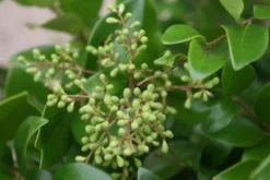 Liguster Op Stam (Ligustrum Japonicum 'Texanum') -Tuinplantenwinkel 20120225094531 2 1