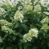Pluimhortensia (Hydrangea Paniculata 'Unique')
