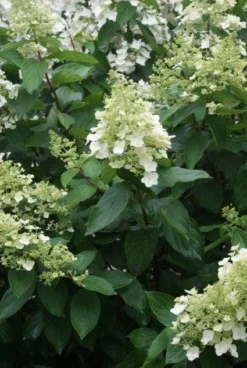 Pluimhortensia (Hydrangea Paniculata 'Unique') -Tuinplantenwinkel 20120225112804 5 1