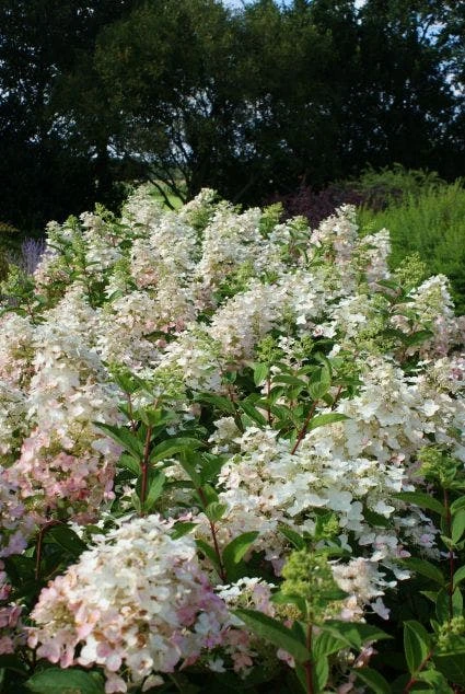 Pluimhortensia (Hydrangea Paniculata 'Unique') 2 Pluimhortensia (Hydrangea Paniculata 'Unique') - Afbeelding 2