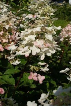 Pluimhortensia (Hydrangea Paniculata 'Unique') -Tuinplantenwinkel 20120225112900 5 1