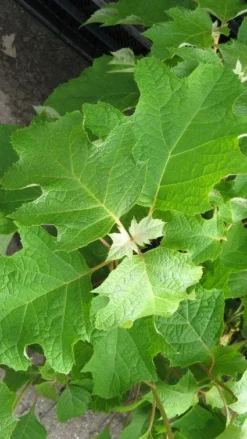Eikenbladhortensia (Hydrangea Quercifolia) -Tuinplantenwinkel 20120225121709 6 1