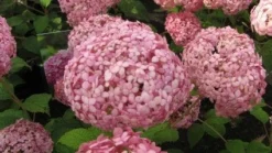 Hortensia (Hydrangea 'Pink Annabelle') -Tuinplantenwinkel 20120225121833 1