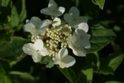 Pluimhortensia (Hydrangea Paniculata 'Dart's Little Dot') -Tuinplantenwinkel 20120225125718 4 1
