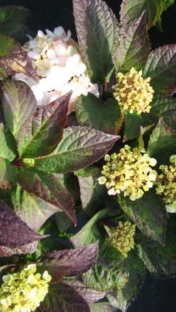 Hortensia (Hydrangea 'Preziosa') 8 Hortensia (Hydrangea 'Preziosa') -Tuinplantenwinkel 20120225171730 2