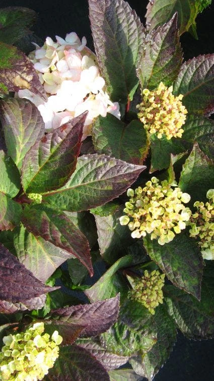 Hortensia (Hydrangea 'Preziosa') 4 Hortensia (Hydrangea 'Preziosa') - Afbeelding 4