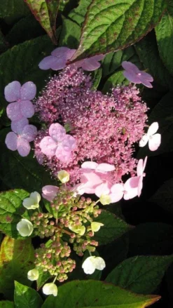 Hortensia (Hydrangea Macrophylla 'Mariesii Perfecta') -Tuinplantenwinkel 20120225172242 2 1