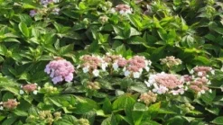 Hortensia (Hydrangea Macrophylla 'Mariesii Perfecta') -Tuinplantenwinkel 20120225172403 2