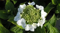 Hortensia (Hydrangea Macrophylla 'Lanarth White') -Tuinplantenwinkel 20120225172724 4 1