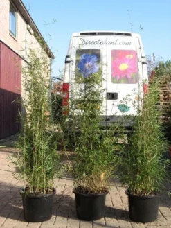 Niet Woekerende Bamboe (Fargesia 'Jiuzhaigou') -Tuinplantenwinkel 20120226104653 4