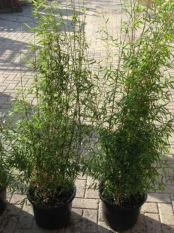 Niet Woekerende Bamboe (Fargesia 'Jiuzhaigou') -Tuinplantenwinkel 20120226104717 4