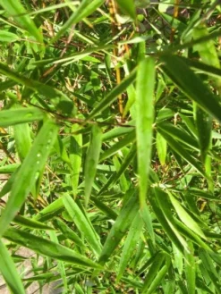 Niet Woekerende Bamboe (Fargesia 'Jiuzhaigou') -Tuinplantenwinkel 20120226104740 4