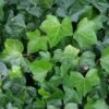 Klimop Als Prieel (Hedera Hibernica)