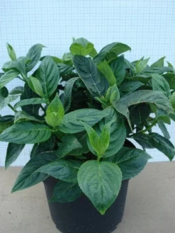 Hortensia (Hydrangea Macrophylla 'Lanarth White') -Tuinplantenwinkel 20120305134546 4 1