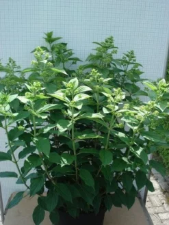 Pluimhortensia (Hydrangea Paniculata 'Unique') -Tuinplantenwinkel 20120305135303 5 1