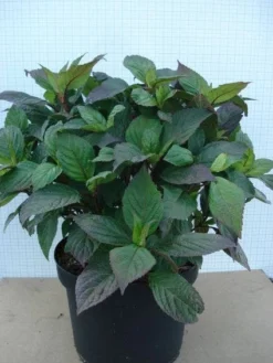 Hortensia (Hydrangea 'Preziosa') 9 Hortensia (Hydrangea 'Preziosa') -Tuinplantenwinkel 20120305135330 2 1