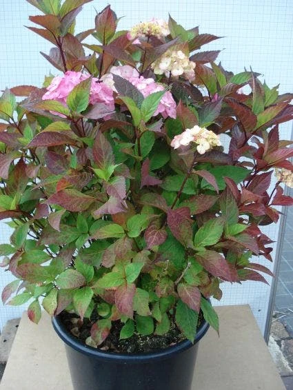 Hortensia (Hydrangea 'Preziosa') 2 Hortensia (Hydrangea 'Preziosa') - Afbeelding 2