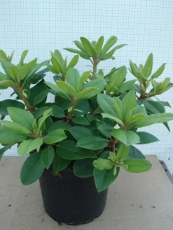 Rhododendron (Rhododendron Catawbiense 'Boursault') -Tuinplantenwinkel 20120305135536 2