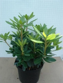 Rhododendron (Rhododendron Catawbiense 'Grandiflorum') 17 Rhododendron (Rhododendron Catawbiense 'Grandiflorum') -Tuinplantenwinkel 20120305135657 13