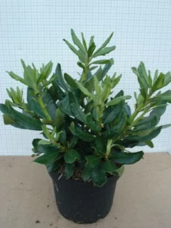 Rhododendron (Rhododendron 'Nova Zembla') -Tuinplantenwinkel 20120305140253 7 1