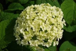 Hortensia (Hydrangea 'Strong Annabelle') -Tuinplantenwinkel 20120716105647 1