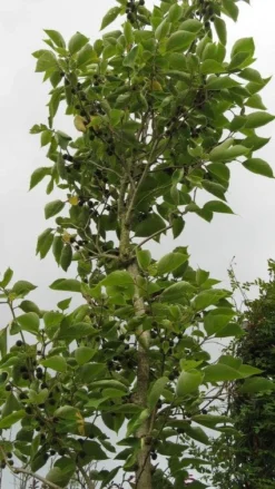 Papiermoerbei (Broussonetia Papyrifera) -Tuinplantenwinkel 20120821143622 5