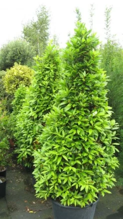 Echte Laurier Als Piramide (Laurus Nobilis) -Tuinplantenwinkel 20120821144442 7