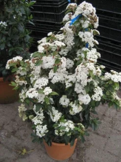 Groenblijvende Sneeuwbal (Viburnum Tinus 'Eve Price') -Tuinplantenwinkel 20120821145045 50 10